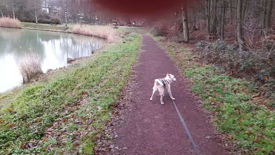 Ausrangierter Jagdhund aus Spanien-Beitrag-Bild