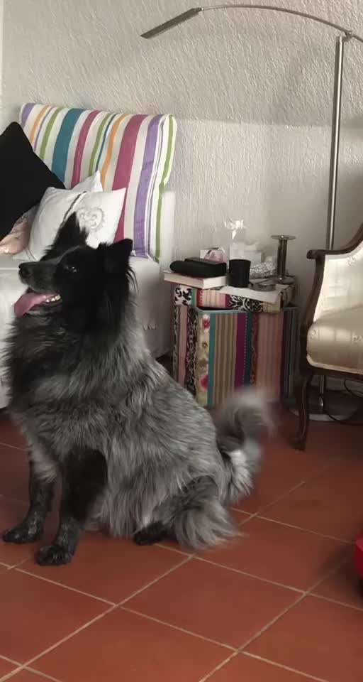 Trickdogging-Beitrag-Bild