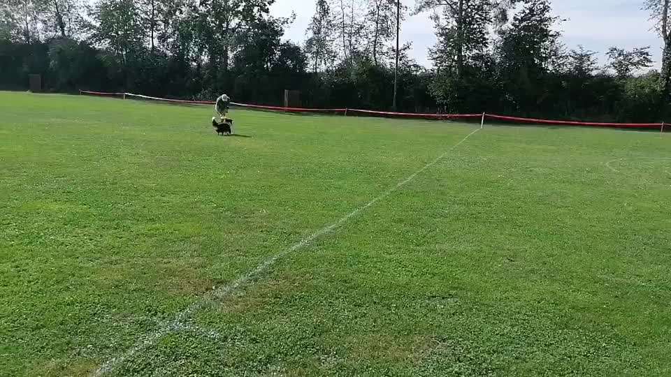 How to Dog-Frisbee?-Beitrag-Bild