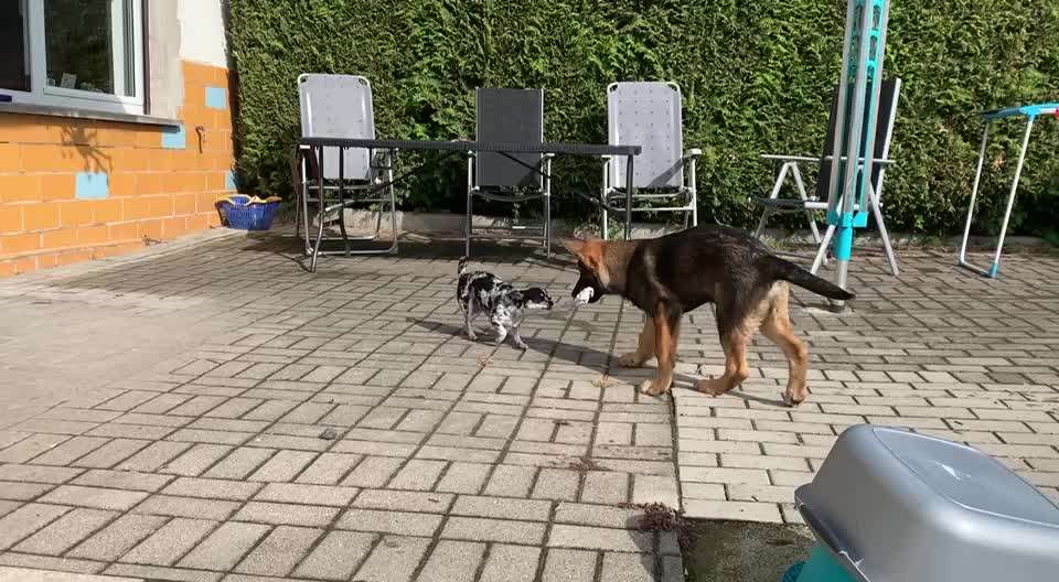 19. Video Challenge  "urkomische Hunde zum Brüllen lustig"-Beitrag-Bild