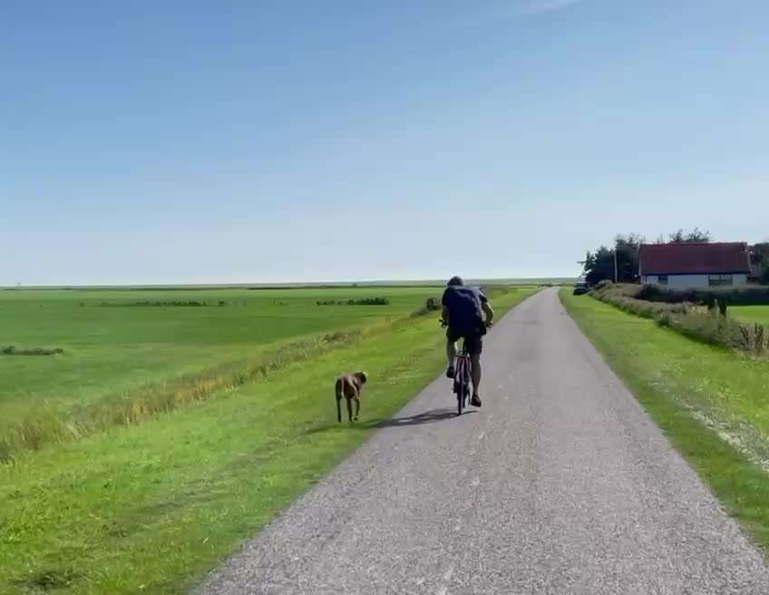 Radfahren mit Hund-Beitrag-Bild