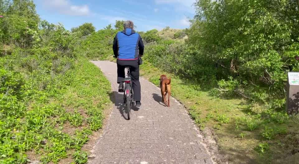 Radfahren mit Hund-Beitrag-Bild