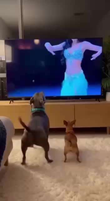 Hunde Memes-Beitrag-Bild