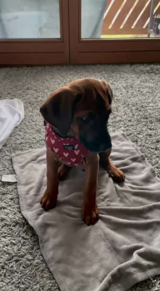 Rhodesian Ridgeback-Beitrag-Bild