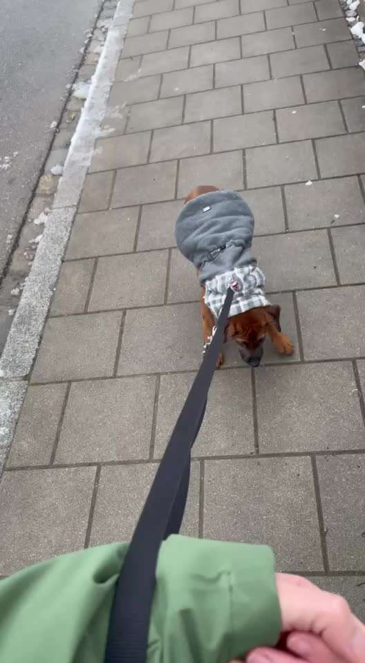 Rhodesian Ridgeback-Beitrag-Bild