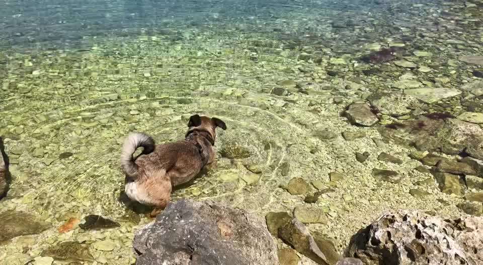 Dogorama Photo Challenge - Tierischer Urlaub-Beitrag-Bild