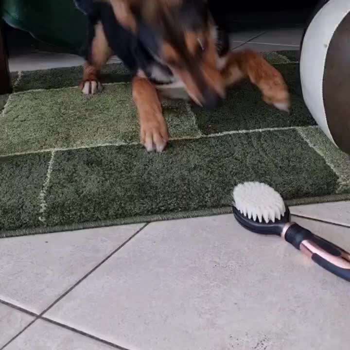 Zeigt hier Euer liebstes Video Eurer Hunde-Beitrag-Bild