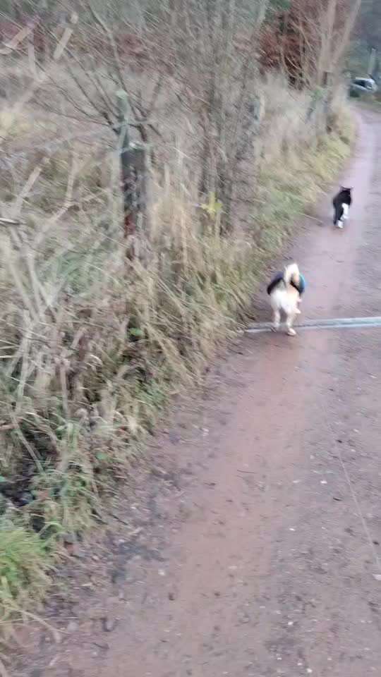 Zeigt hier Euer liebstes Video Eurer Hunde-Beitrag-Bild