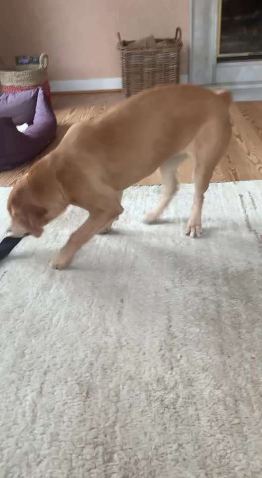 19. Video Challenge  "urkomische Hunde zum Brüllen lustig"-Beitrag-Bild