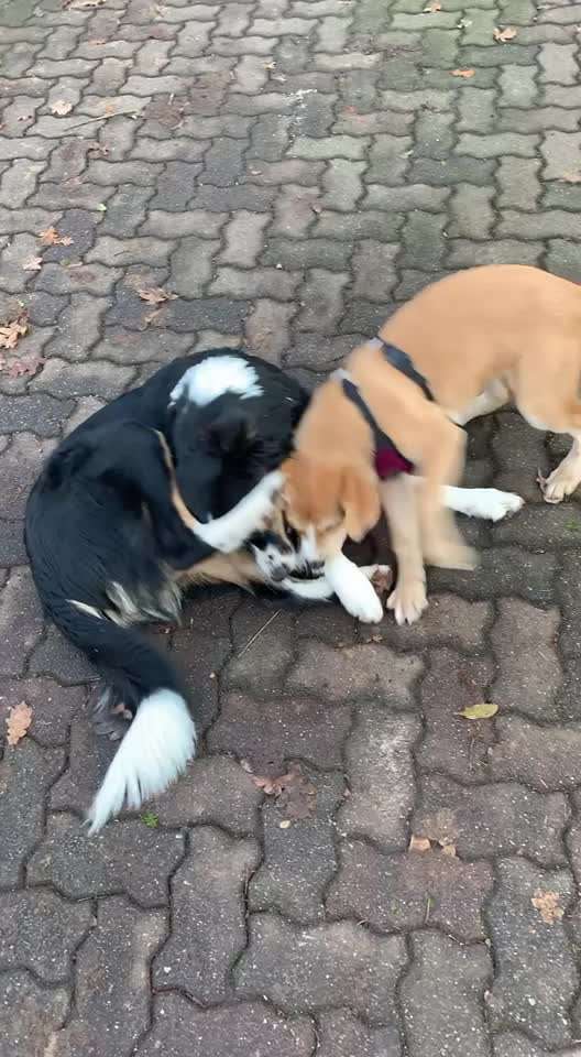 18. Video-Challenge "David gegen Goliath"-Beitrag-Bild