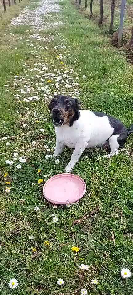 Wo sind die Jack und Parson Russell Terrier?-Beitrag-Bild