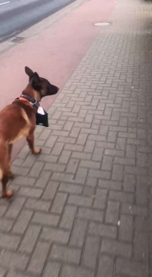 Malinois-Beitrag-Bild