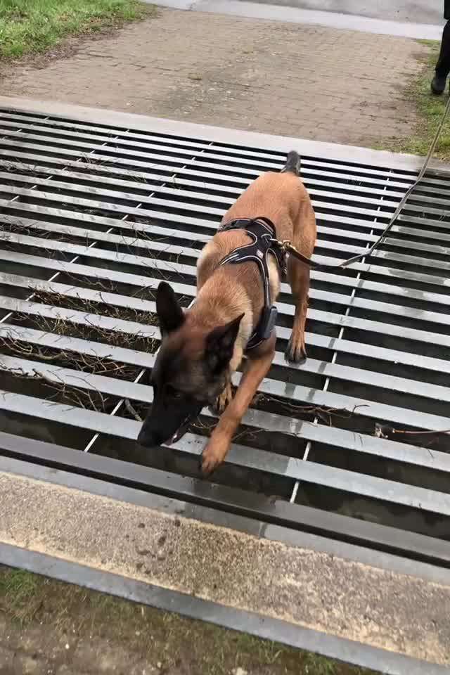 Dogorama Photo Challenge - Brücken-Beitrag-Bild