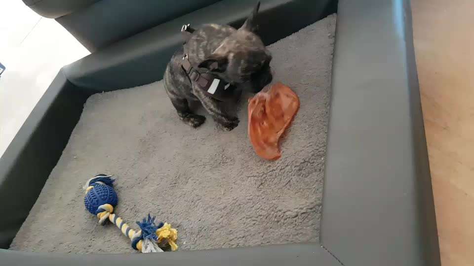 Zeigt hier Euer liebstes Video Eurer Hunde-Beitrag-Bild