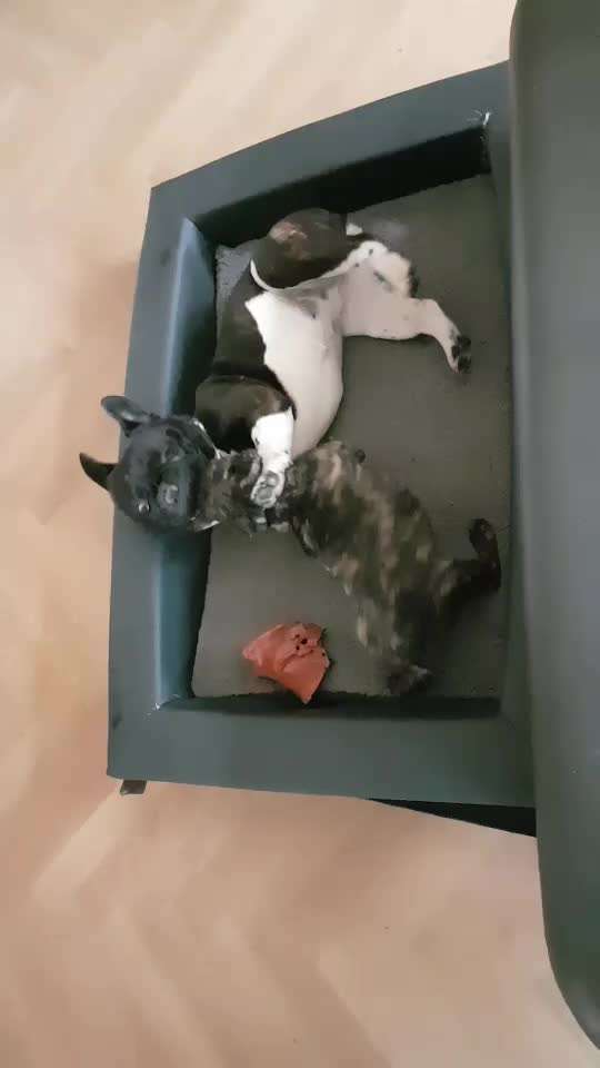 18. Video-Challenge "David gegen Goliath"-Beitrag-Bild