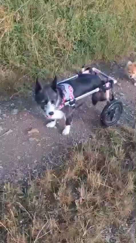 Tierschutzhunde suchen ein Zuhause-Beitrag-Bild