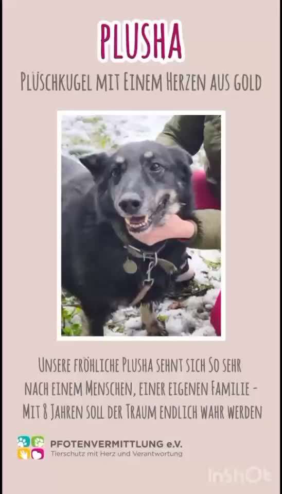 Tierschutzhunde suchen ein Zuhause-Beitrag-Bild