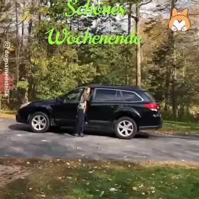 Hunde Memes-Beitrag-Bild