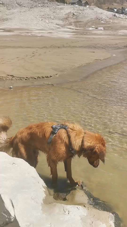 Hovawart-Beitrag-Bild