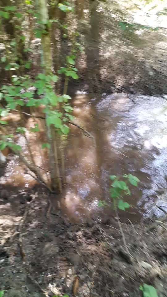 Fotosammlung: ,,Der natürliche Hund" Unbearbeitet, ungestellt und in Natura-Beitrag-Bild