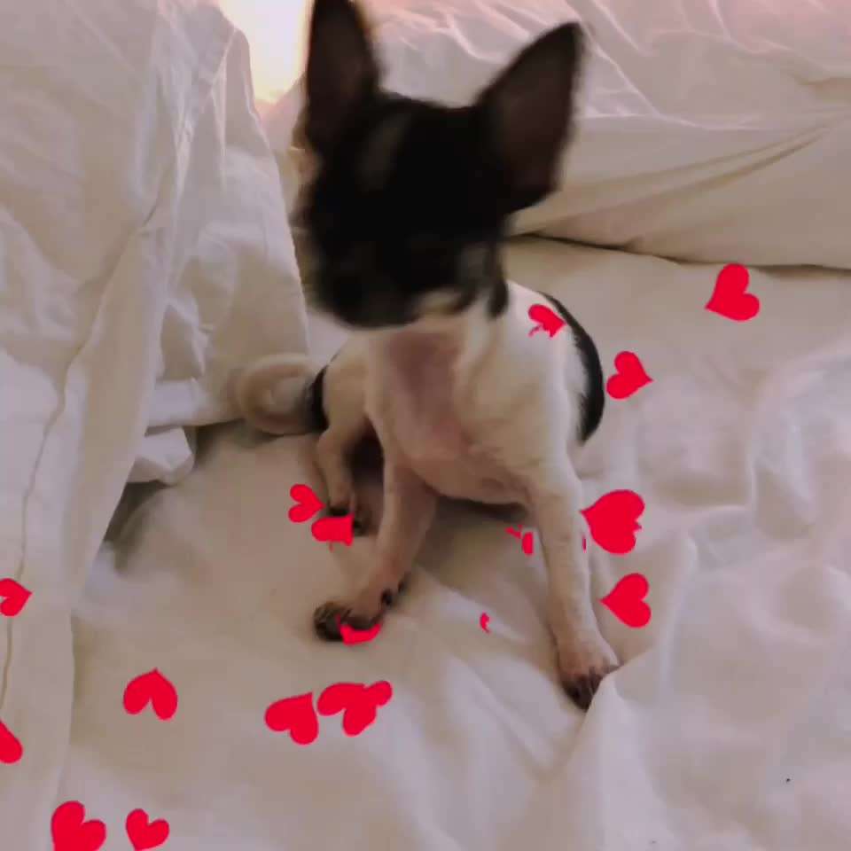 Wo sind die Chihuahua Besitzer ?-Beitrag-Bild