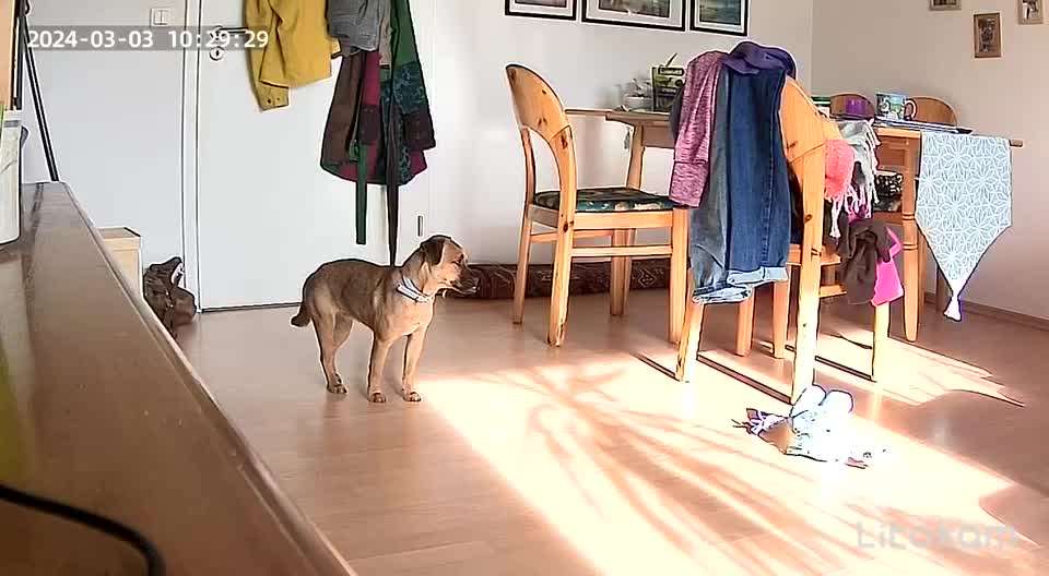 Allein bleiben üben - eure Meinung zu Videos-Beitrag-Bild