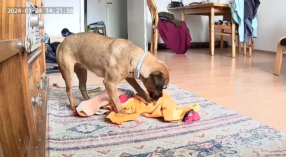 Allein bleiben üben - eure Meinung zu Videos-Beitrag-Bild