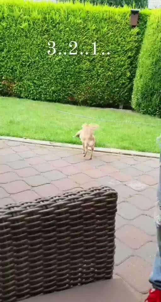 Bester Freund, Hundekumpel - zeigt her!-Beitrag-Bild