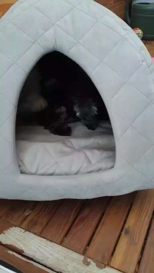 Zeigt hier Euer liebstes Video Eurer Hunde-Beitrag-Bild