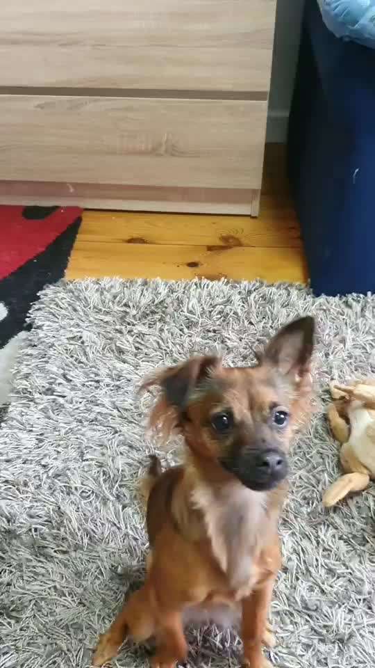 Wo sind die Chihuahua Besitzer ?-Beitrag-Bild