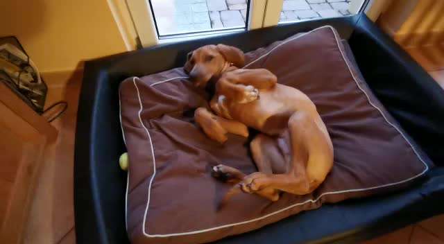 Wenn das Hundilein nicht will🤦😂-Beitrag-Bild