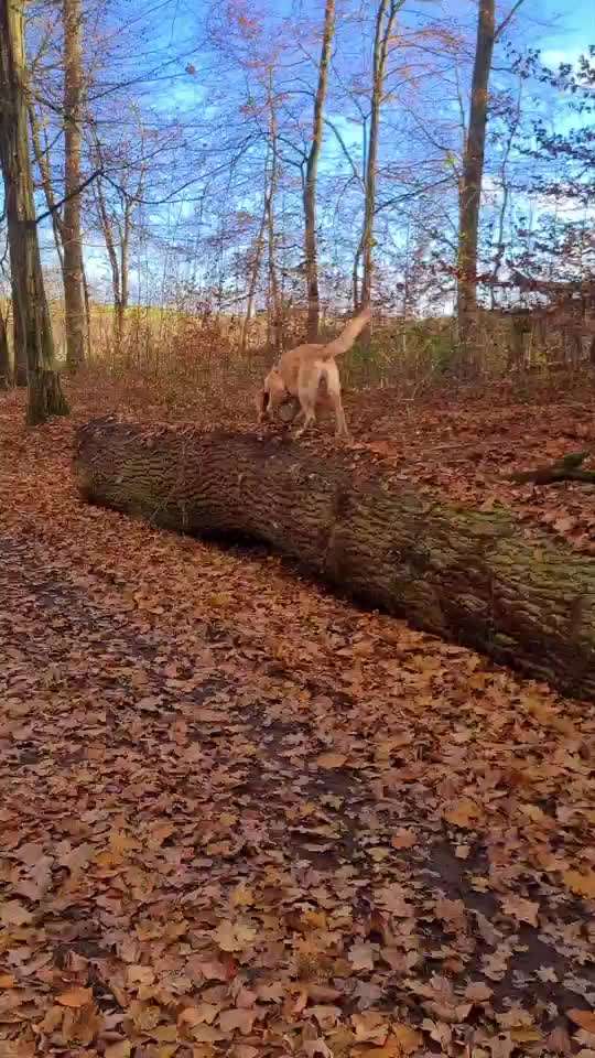 Größe eures Goldies-Beitrag-Bild