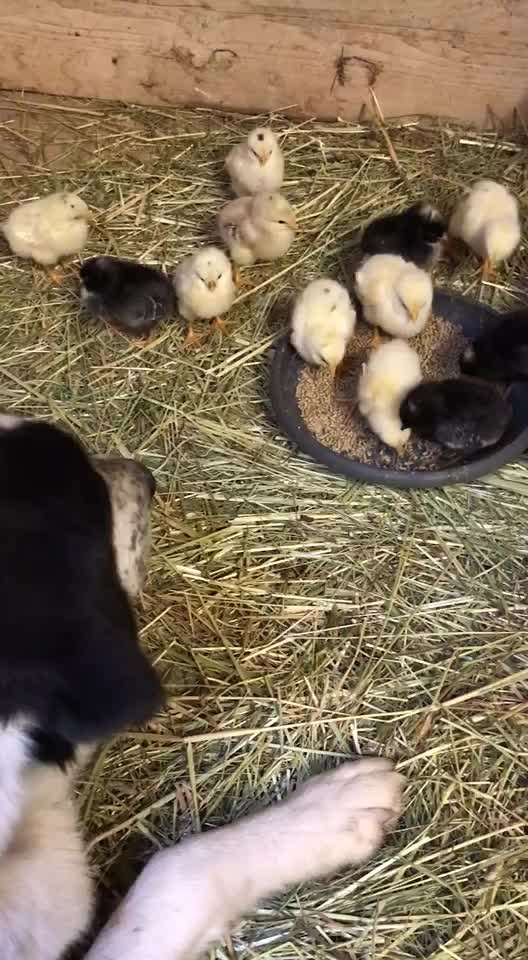 35. Impulskontrollübung "Kontakt mit anderen Tieren"-Beitrag-Bild