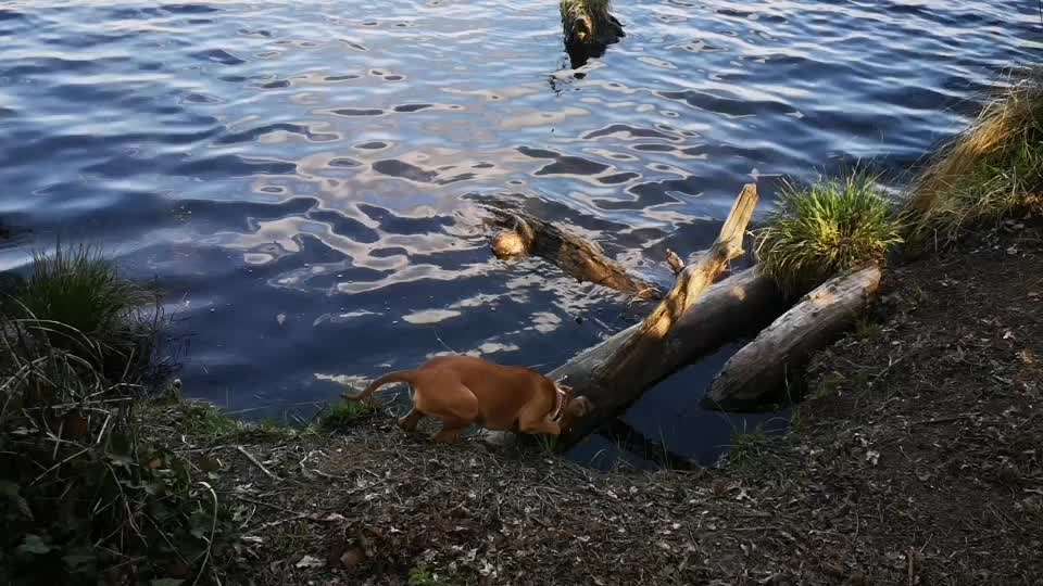 Dogorama Video Challenge: Lustige Wasser Videos-Beitrag-Bild