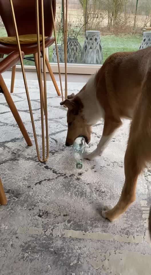 Collies gesucht-Beitrag-Bild