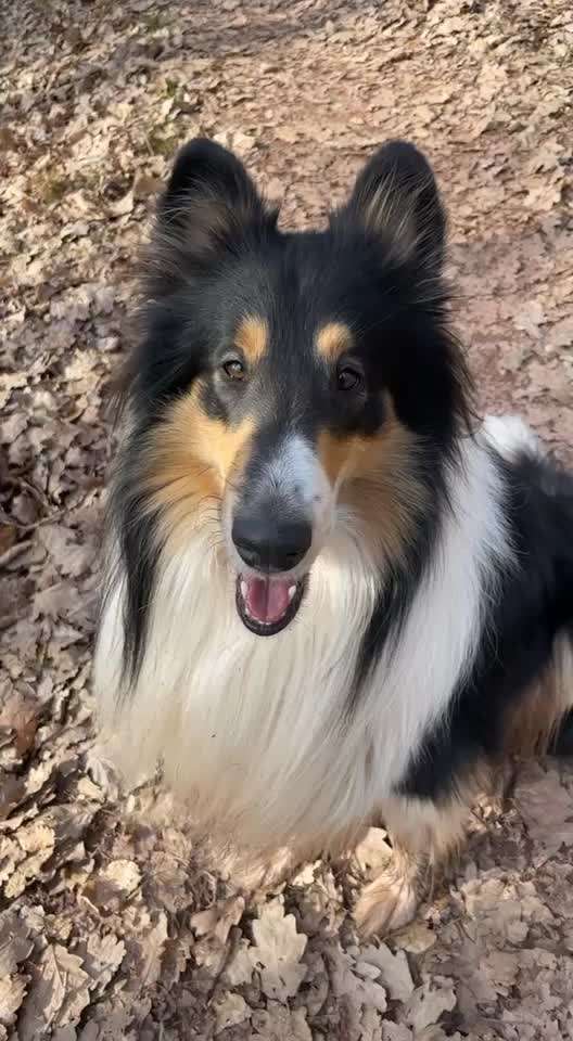 Collies -wo seid ihr?-Beitrag-Bild