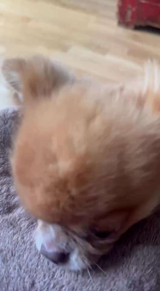 Hundebetreuung gesucht-Beitrag-Bild