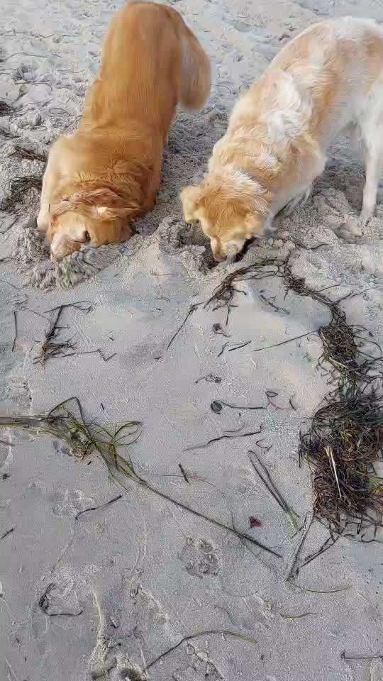 Wo sind die Golden Retriever Liebhaber?-Beitrag-Bild