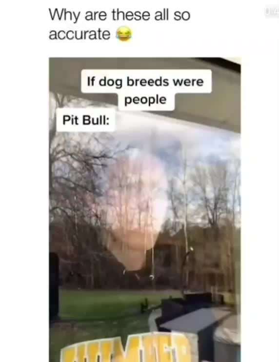 Hunde Memes-Beitrag-Bild