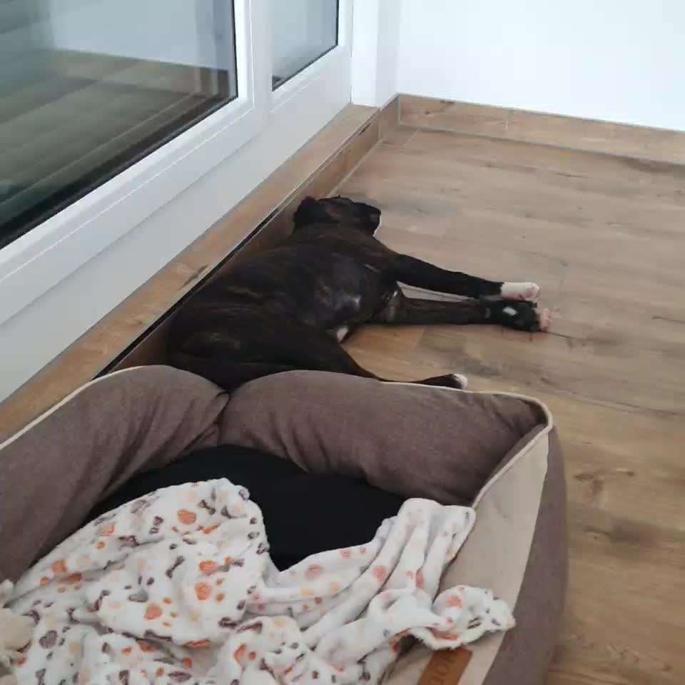 Lucy träumt-Beitrag-Bild