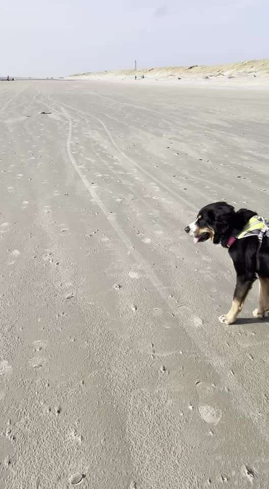 Probleme an der Leine-Beitrag-Bild