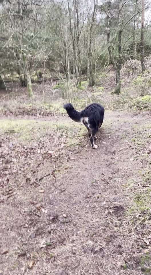 Probleme an der Leine-Beitrag-Bild