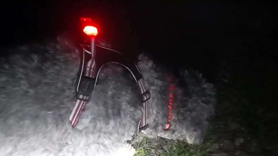 Beleuchtung am Hund-Beitrag-Bild