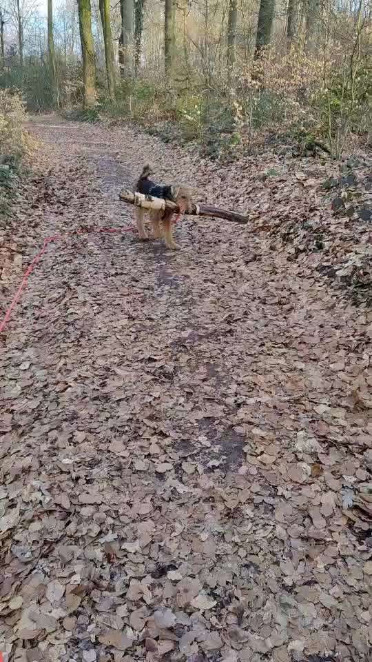 Airedale Terrier-Beitrag-Bild