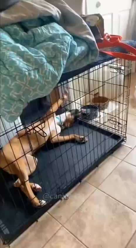 Hunde Memes-Beitrag-Bild