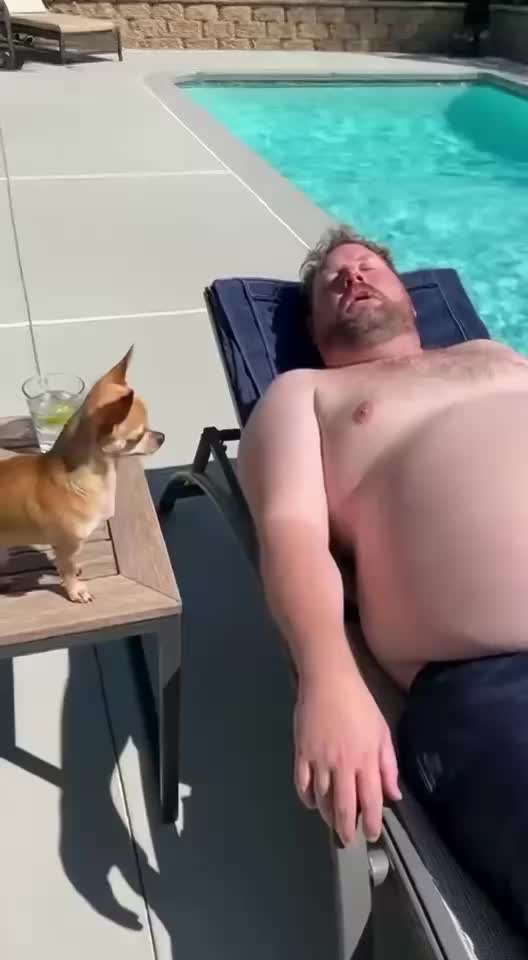 Hunde Memes-Beitrag-Bild