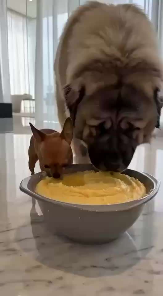 Hunde Memes-Beitrag-Bild