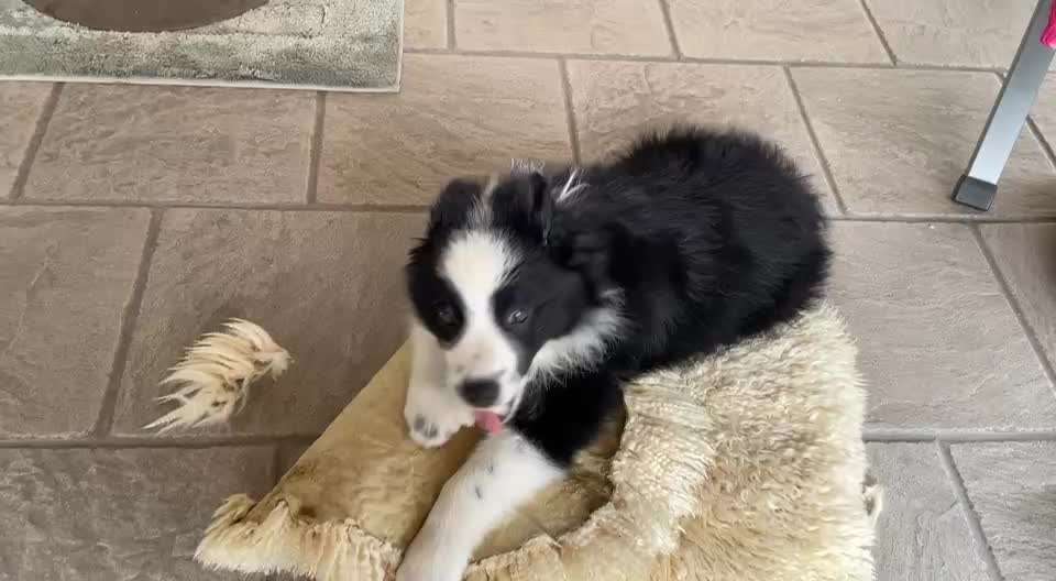 Extremes Anknabbern von Möbeln / anderen Gegenständen-Beitrag-Bild