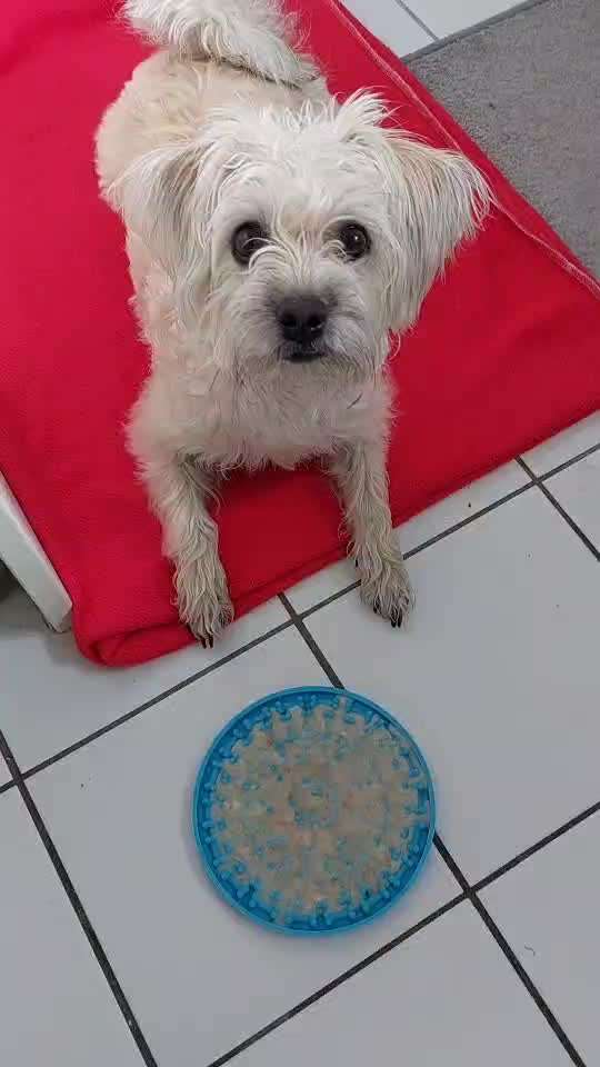 Hund platt bei dem Wetter-Beitrag-Bild