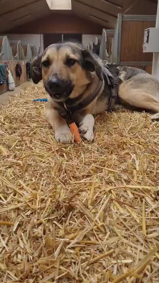 Zeigt her Eure Futternäpfe-Beitrag-Bild